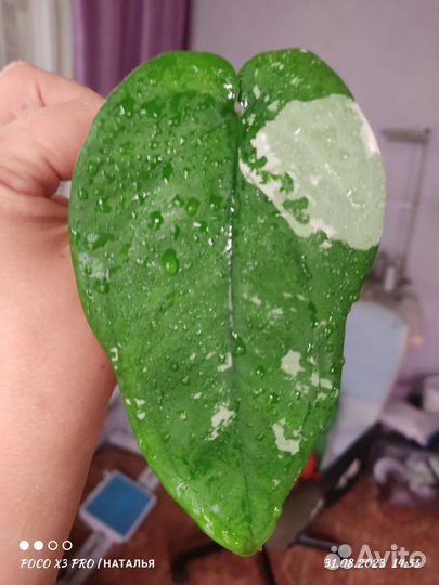 Сингониум чиапенсе