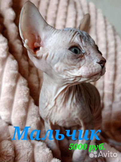 Донской сфинкс велюр