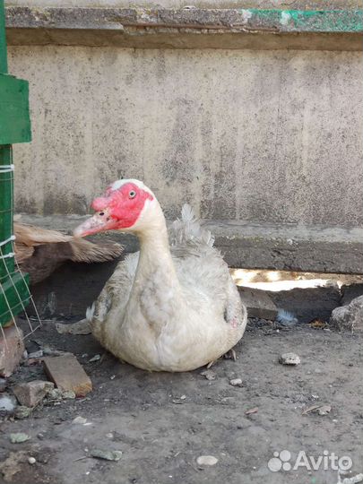 Мускусные утки семья