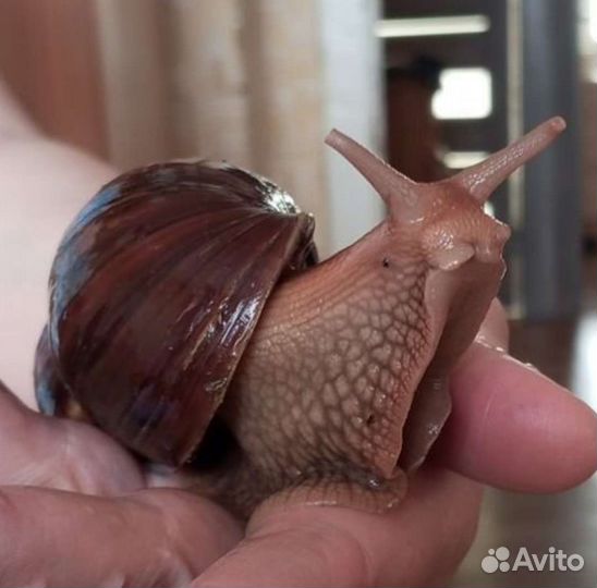 Улитки ахатины детки