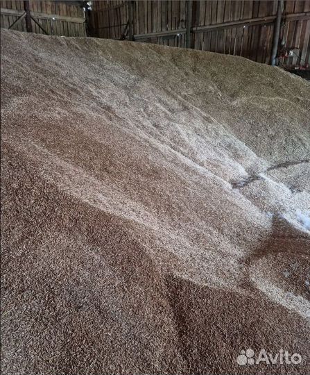 Просо, Гречиха корма