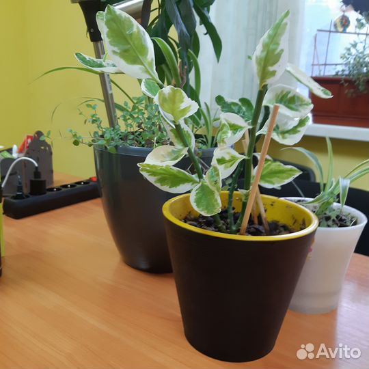 Педилантус вариегатный комнатные растения