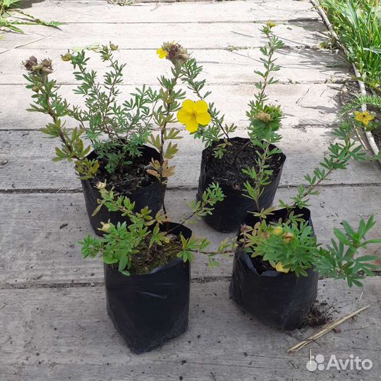 Лапчатка жёлтая, саженцы