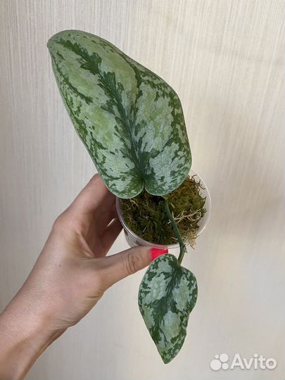 Сциндапсусы сортовые