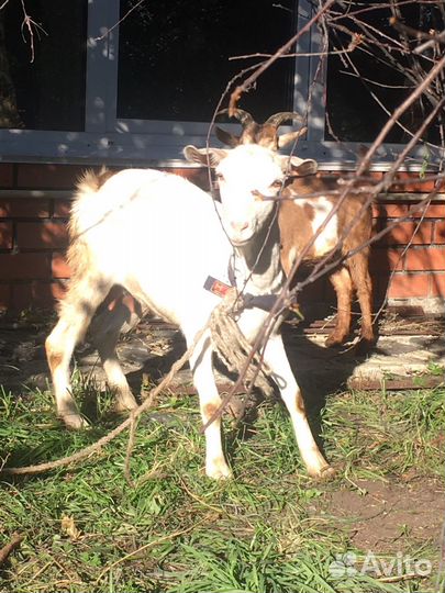 Коза дойная