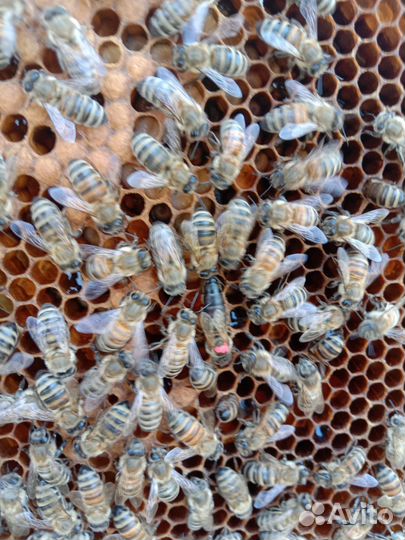 Пчелосемьи, пчелопакеты