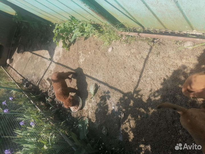 Собака в добрые руки отдам бесплатно