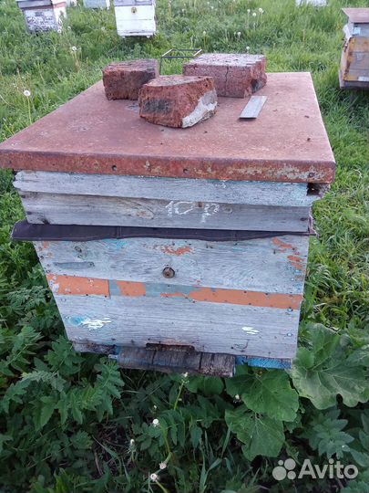 Пчелосемьи с ульями
