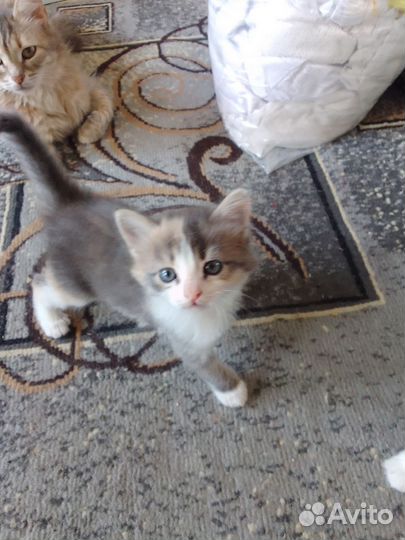 Кошка и котик