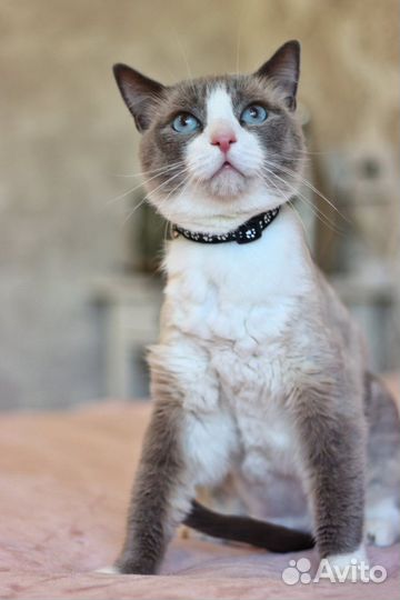 Кот