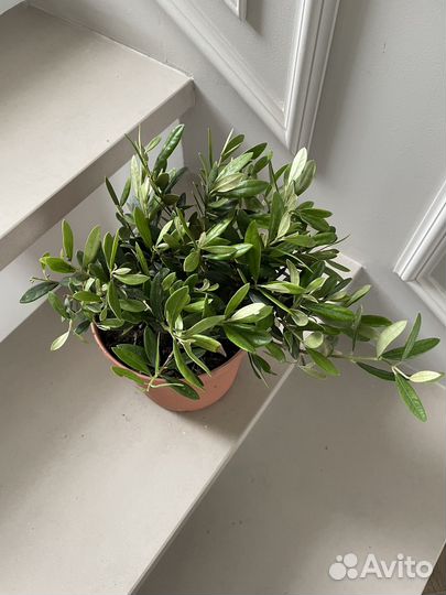 Оливковое дерево Олива 17\50