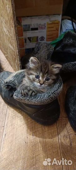 Подарю котят