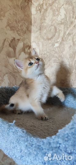 Шотландский котенок