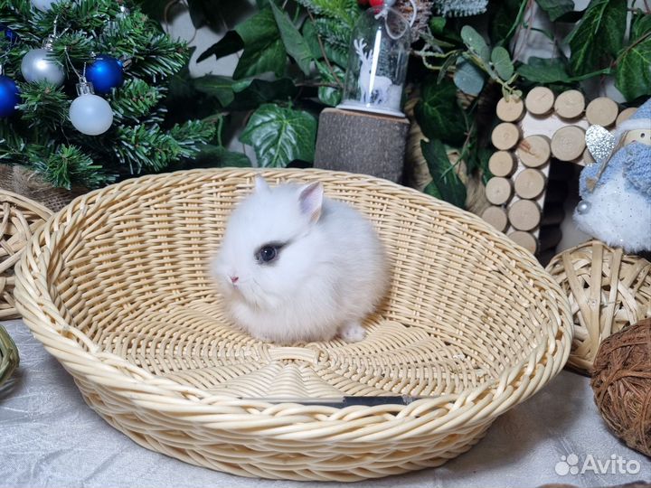 Декоративные карликовые кролики Мини