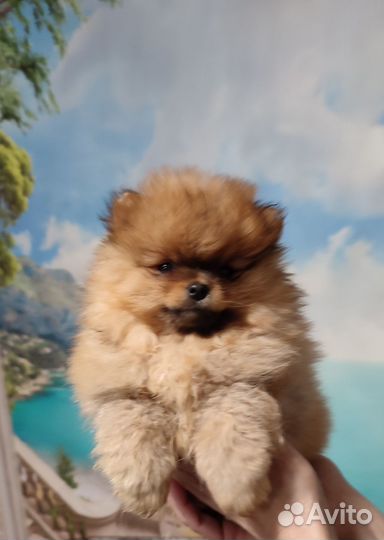 Померанские шпицы. Большой выбор