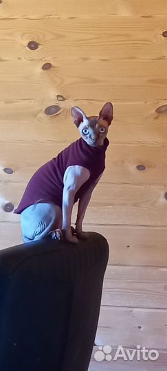 Канадский сфинкс девочка