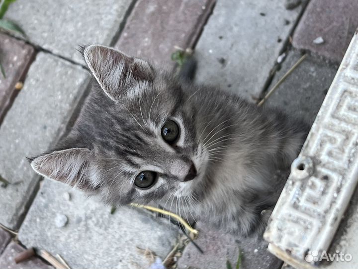 Кошки