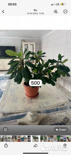 Комнатные цветы