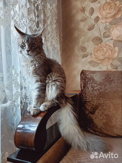 Мейн-кун