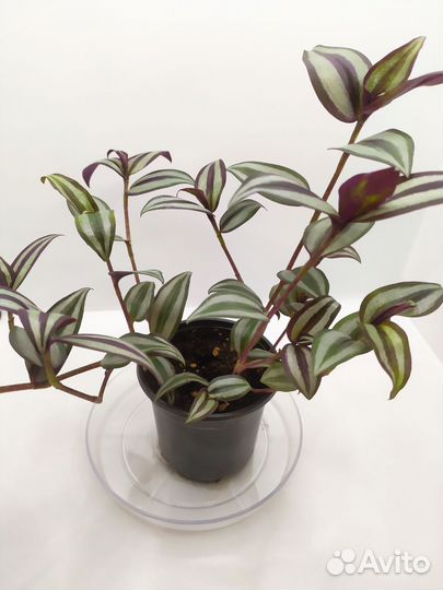 Традесканция