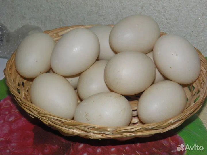 Инкубационное яйцо индоутка