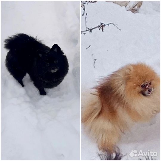 Щенки померанского шпица