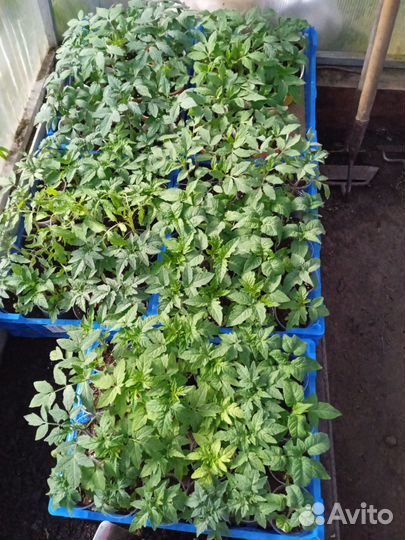 Рассада томатов, перцев, огурцов