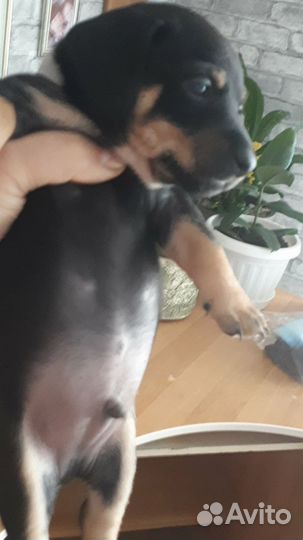 Щенки бесплатно