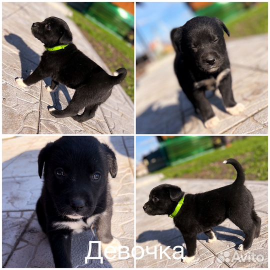 Метис лабрадора в добрые руки