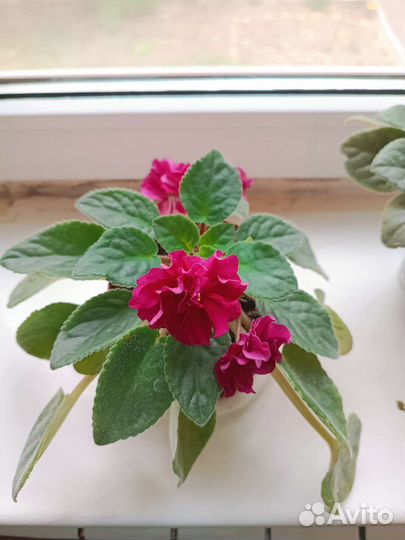 Комнатные цветы