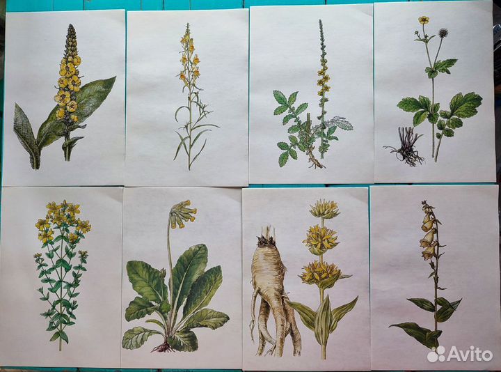 Ботаническиие иллюстрации атлас растений