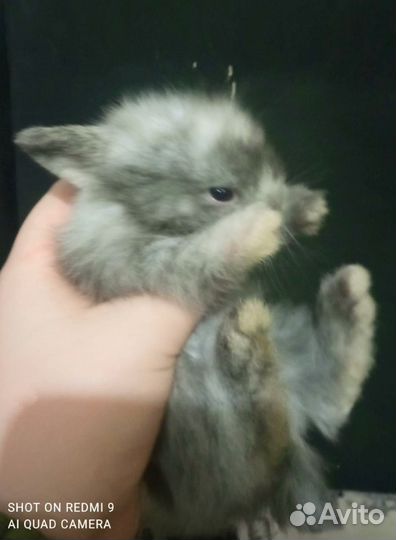 Декоративные кролики