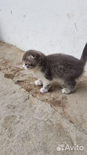 Вислоухие котята в добрые руки