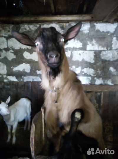 Козёл на вязку (покрытие)