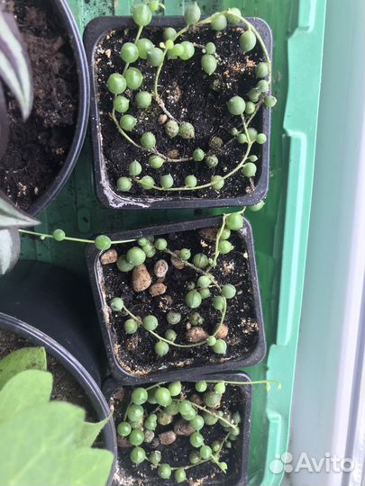 Крестовник роули