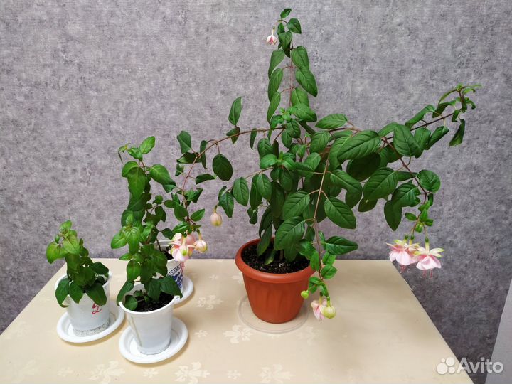 Фуксия розовая махровая и простая