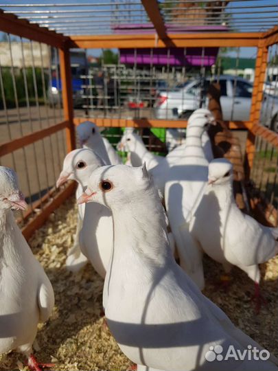 Голуби сербы китайцы