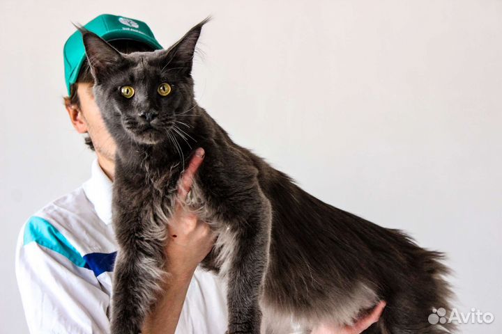 Котята мейн-кун