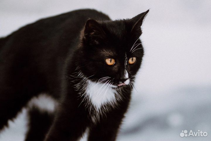 Котик Вольф