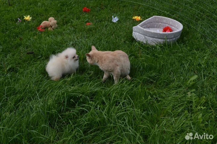 Деврчка пом супер мини