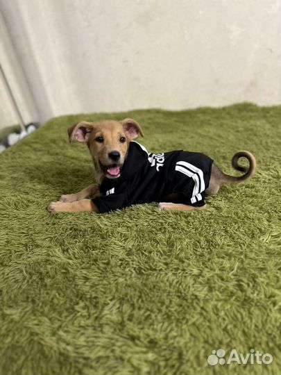 Малыш Гарик в добрые руки