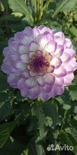 Клубни георгин сортовые шарики