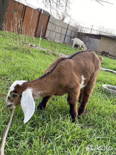 Англо нубийские козлята