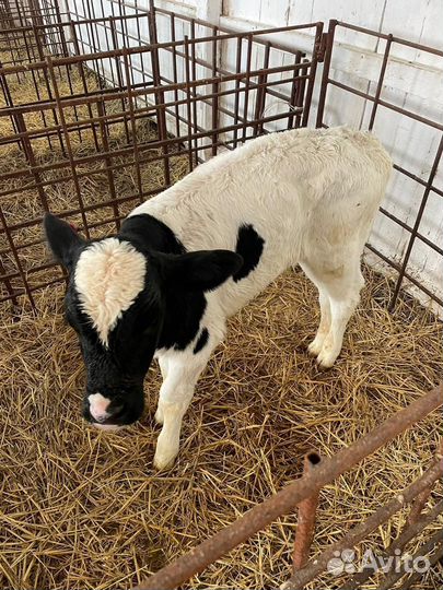 С Бычки телята на откорм