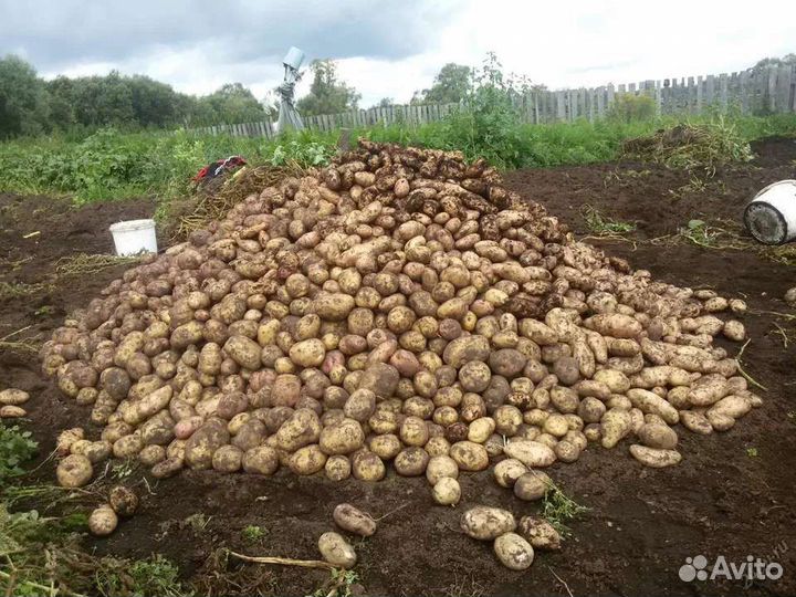 Картофель домашний. Мясо