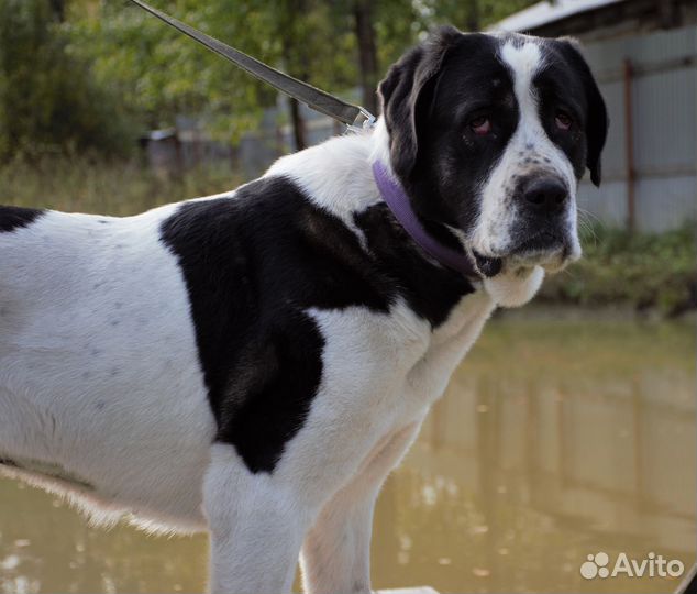 Алабай в дар