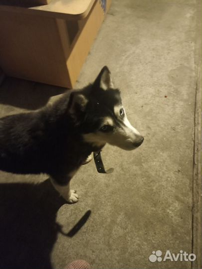 Хаски в добрые руки