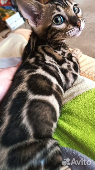 Зеленоглазая красотка