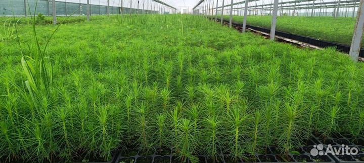 Саженцы сосны обыкновенной зкс оптом