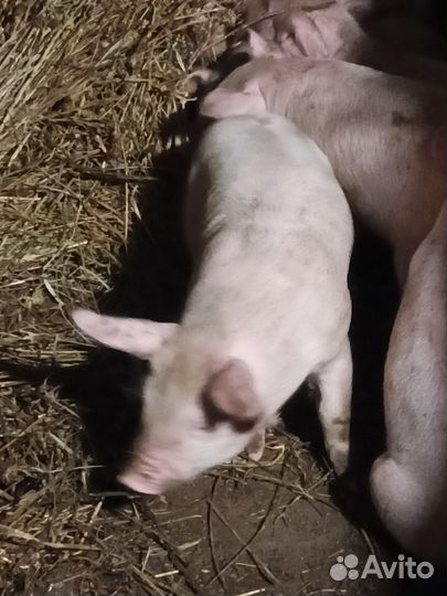 Поросята крупная белая ландрас